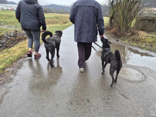 Hundebegegnung 